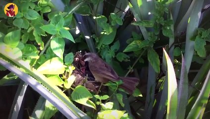 15 Amazing Bird Moms Hunting And Feeding Their Offspring