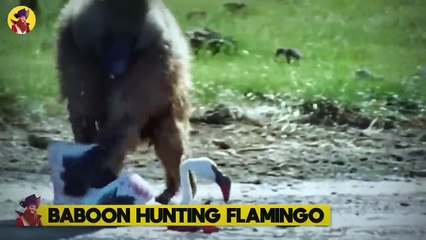 15 Animals Abandoning Their Friends During Epic And Brutal Battles