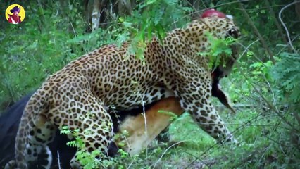 Top 45 Eccentric Moments When Hunting Leads To Something Different