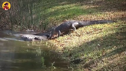 Top 45 Horrific Fights Between Wild Animals That Were Extreme