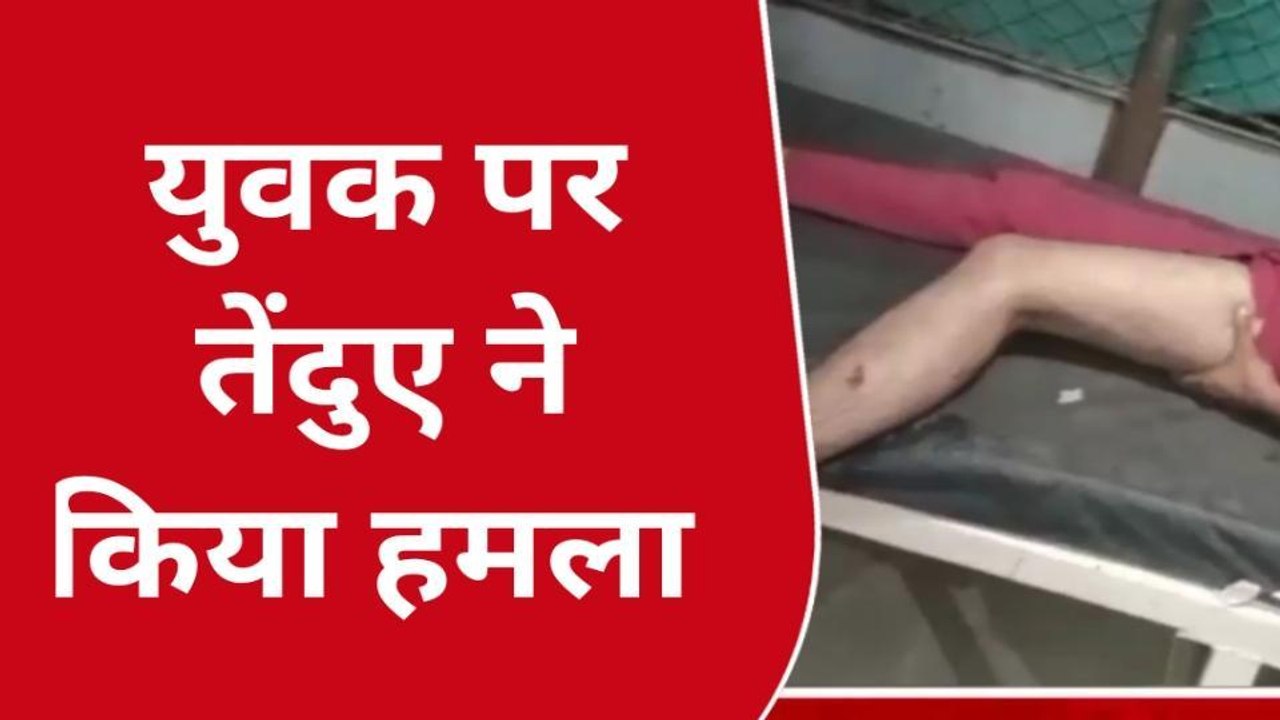 बुरहानपुर: सड़क मार्ग पर तेंदुए ने युवक पर किया हमला, घायल का उपचार जारी