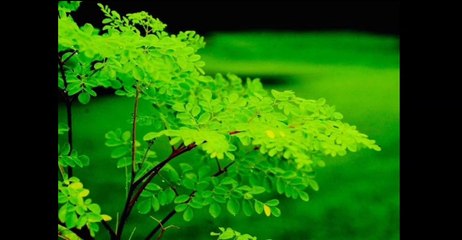 Health || Moringa benefits || How to lose weight || How to control Sugar || How to control clostrol