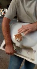 FATİH'TE LAVABO DELİĞİNE SIKIŞAN KEDİYİ İNŞAAT İŞÇİLERİ KURTARDI