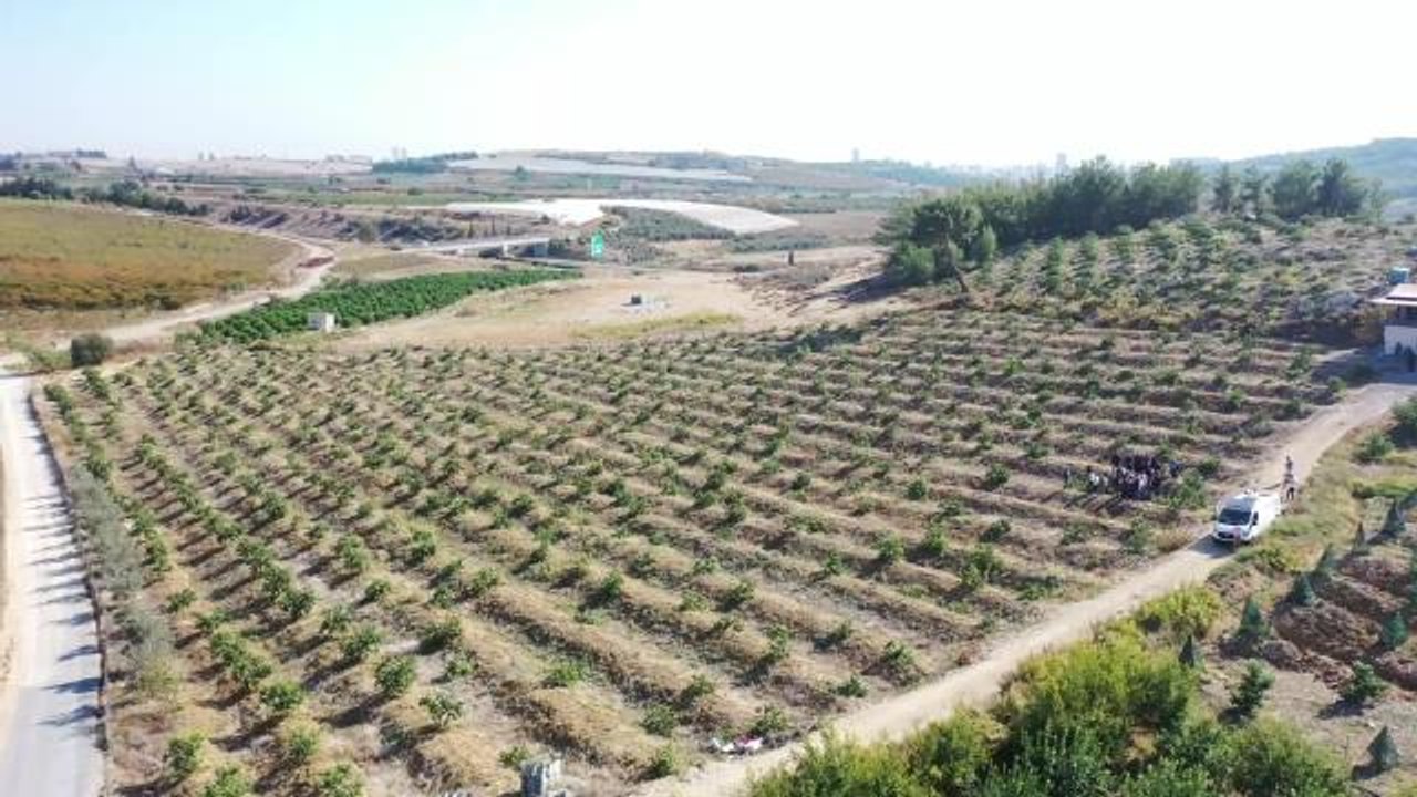 Mezitli Belediye Başkanı Tarhan, Limon Bahçesine Yapılan Saldırıya Tepki Gösterdi