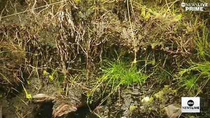 Scotland's innovative solution to tackle global warming