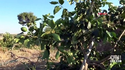 Çiftçinin emeği ziyan oldu: 600 limon ağacı kökünden kesildi
