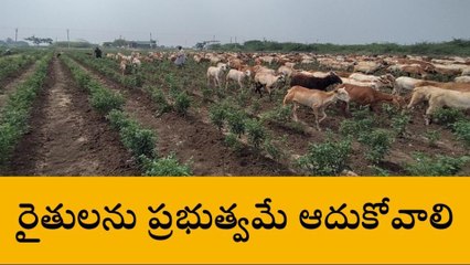 అలంపూర్: నకిలీ విత్తనాలతో మిరప రైతులకు కష్టాలు