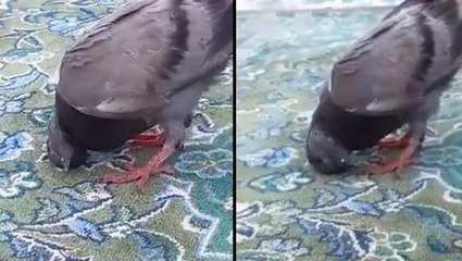 Kabe'de güvercinin cemaatle birlikte secde ettiği iddia edildi! Gerçek çok başka çıktı