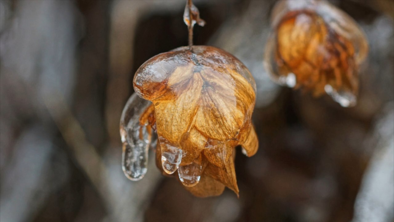 Darum verdursten Pflanzen im Winter