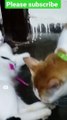 Billu cat beats up Bingu Cat for taking her toy soo funny cats #catlover #funnycats