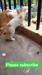 Cute Cat Family enjoying outdoor view #catlover #animallover #petlover