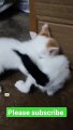 Cutest Cat compilation kittens playing #catlover #animallover #kittens
