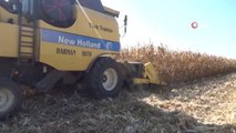 Karaman Ovası'nda yemlik mısır hasadı başladı