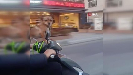 Köpeğin motosiklet yolculuğu kamerada