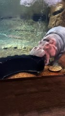 Kid Gives Awkward Hippo Commentary at Aquarium