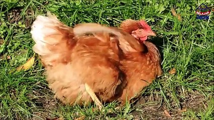 Belajar Mengenal Hewan Ternak