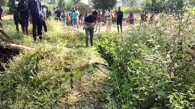 VIDEO: कुंए में था 11 फीट लंबा किंग कोबरा, स्नेक रेस्क्यू कर जंगल में छोड़ा