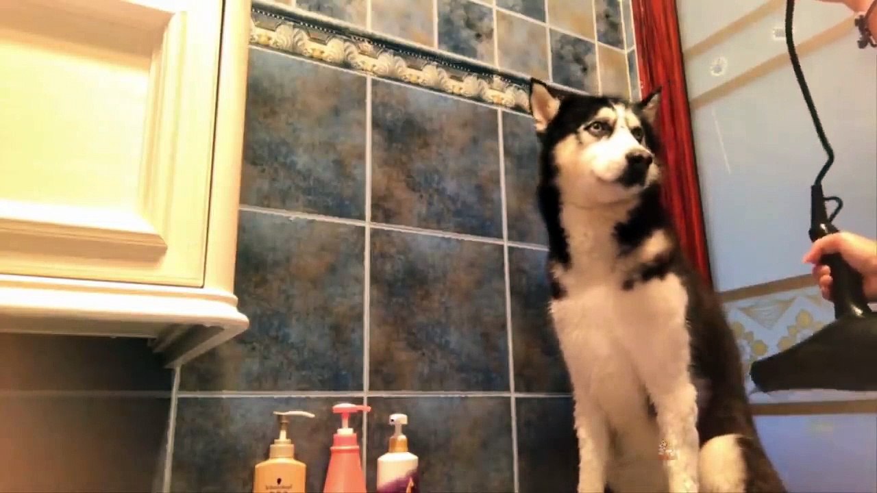 Baby Dogs - Cute and Funny Dog Videos Compilation #30 _ Aww Animals