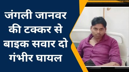 चित्रकूट: जंगली जानवर की टक्कर से भाई-बहन गंभीर रूप से घायल