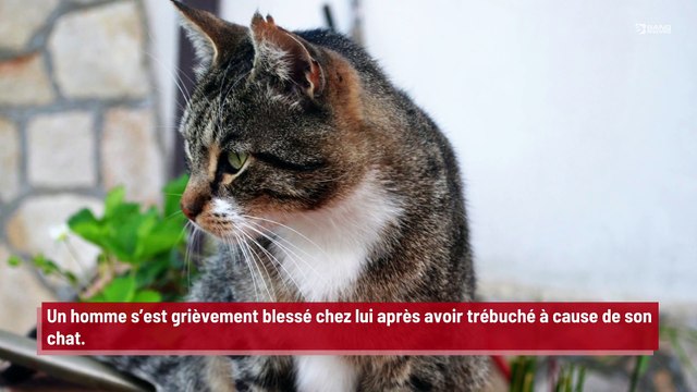 Un homme souffre de blessures similaires à un accident de voiture à cause de son chat !
