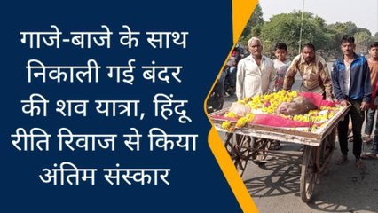 शाजापुर: गाजे-बाजे के साथ निकाली गई बंदर की शव यात्रा, हिंदू रीति रिवाज से किया अंतिम संस्कार