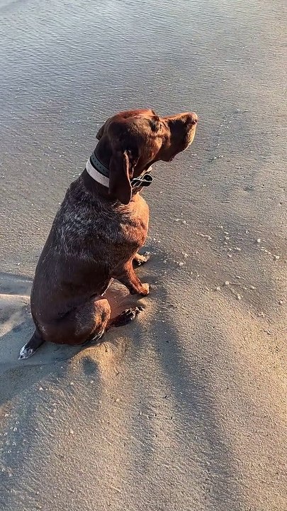Dog Gazes Upon Serene Scene