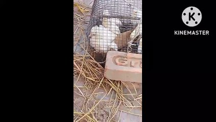 hen murga palan chiken