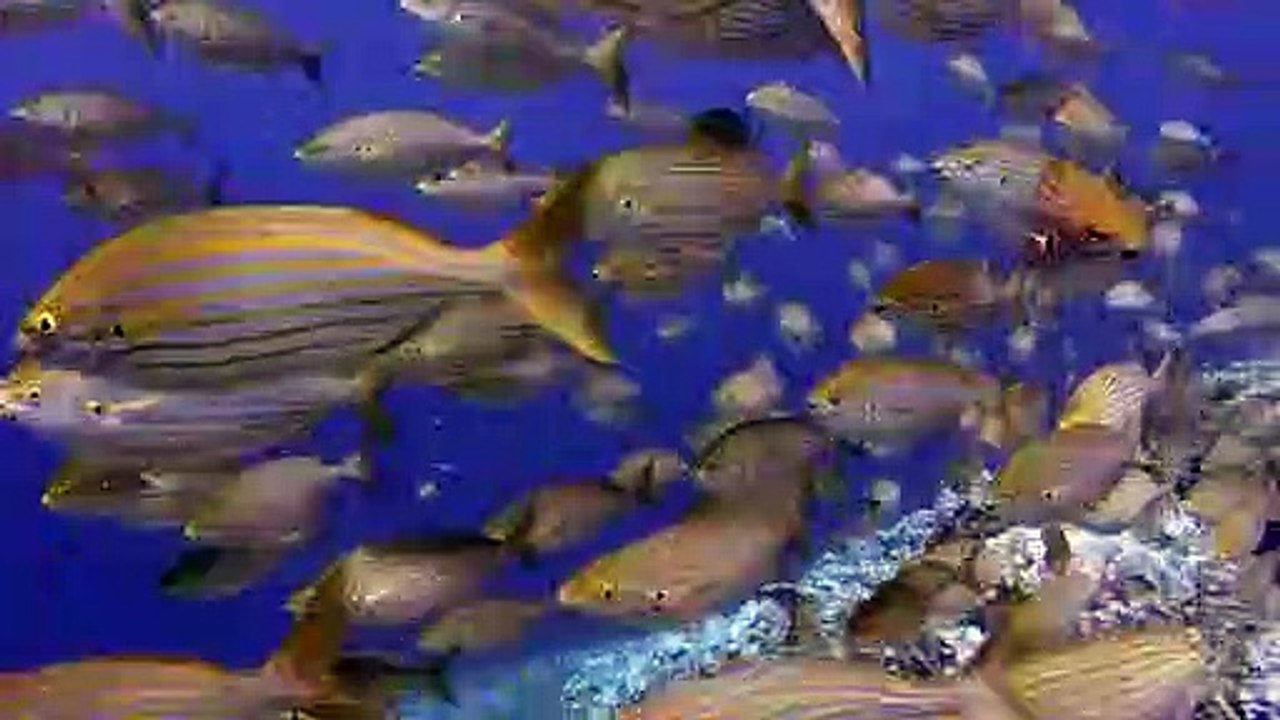 Diving-fish