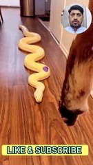 SNAKE VIDEO II YELLOW SNAKE VIDEO II BEAUTIFUL SNAKE II ANIMAL II ANIMAL VIDEO