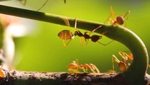 Fire ants ‘raining down’ on Hawaiian island, stinging people in their sleep