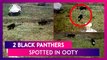 Two Black Panthers Seen Roaming Inside The Meteorological Research Centre In Ooty, Video Goes Viral