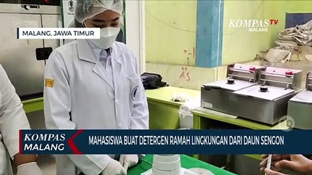 Keren!! Mahasiswa Ciptakan Sabun Cuci Ramah Lingkungan Dari Daun Sengon