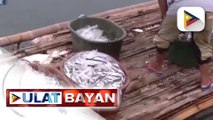 25-K metric tons ng isda, aangkatin ng Dep't of Agriculture sa close fishing season