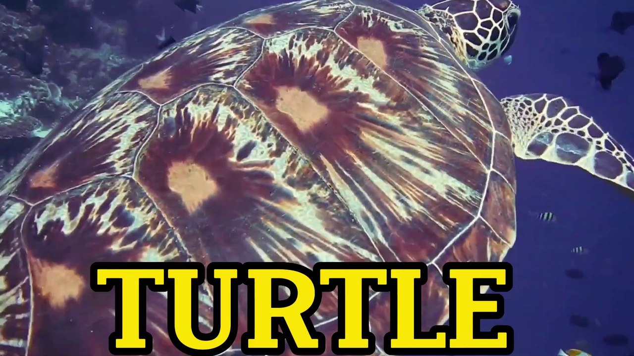 TURTLE