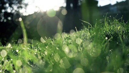 Beautiful Nature Grass Video for Background HD