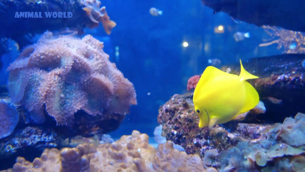 Assorted Beautiful Fish