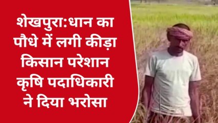 शेखपुरा: धान के पौधे में लगा कीड़ा किसान परेशान, कृषि पदाधिकारी ने दिया भरोसा