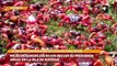 (REUTERS) Miles de cangrejos rojos inician su migración anual en la Isla de Navidad