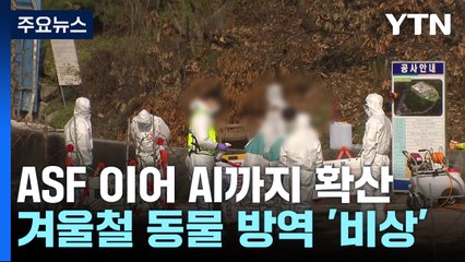 ASF 이어 AI까지 확산...겨울철 동물 방역 '초비상' / YTN