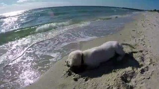 Puppy isn't happy when waves fill up his newly dug hole
