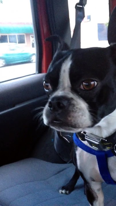 Boston terrier impersonates a goat and a dolphin