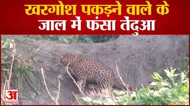 खरगोश पकड़ने वाले के जाल में फंसा तेंदुआ, कुछ देर में हुआ लापता