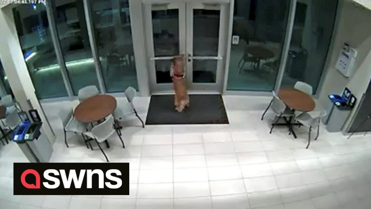 Dog manages to let firefighter back into station after accidentally getting locked out