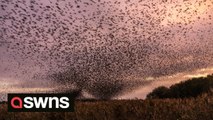 Wildlife photographer captures spectacle of thousands of starlings in Somerset