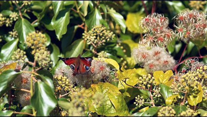 Top 4K Insect Videos for Stunning Details 🐞