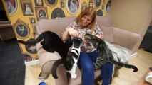 Cat Cafe in Blackpool
