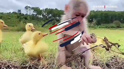 Maymunun civcivlerle olan muhteşem dostluğu ortaya renkli görüntüler çıkardı