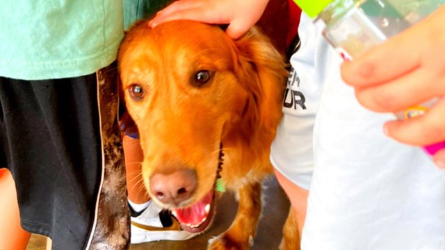 Paw-Some! This Fire Dog Turned Locksmith Lets Firefighters Back In After Lockout