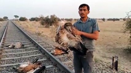 Watch Video: रेल की चपेट में आने से 4 गिद्धों की मौत
