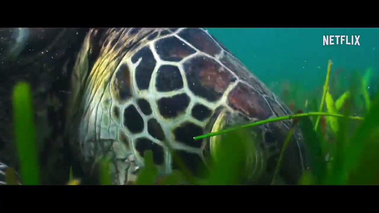 Nuestro universo Tráiler VO